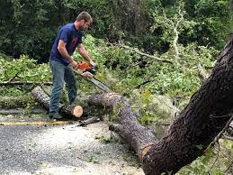 Trusted Taylor Mill, KY Tree Services Experts