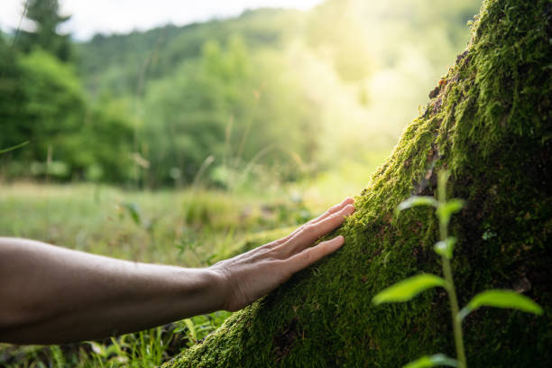 How Our Tree Care Process Works  in  Taylor Mill, KY